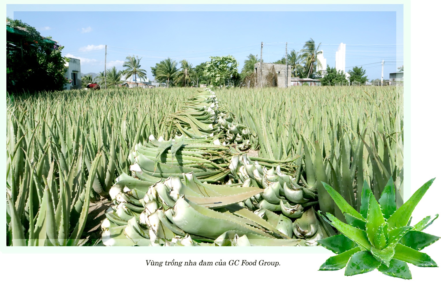 Nông nghiệp tuần hoàn chinh phục thị trường quốc tế
