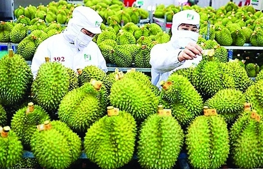 Sau kiến nghị của doanh nghiệp sẽ có hội nghị gỡ khó cho xuất khẩu sầu riêng