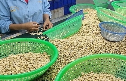 Giá xuất khẩu hạt điều giảm hơn 300 USD/tấn