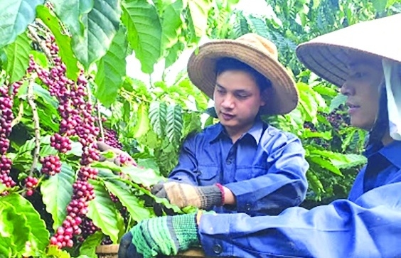 Chia sẻ lợi ích để ngành cà phê vượt qua "bão giá"