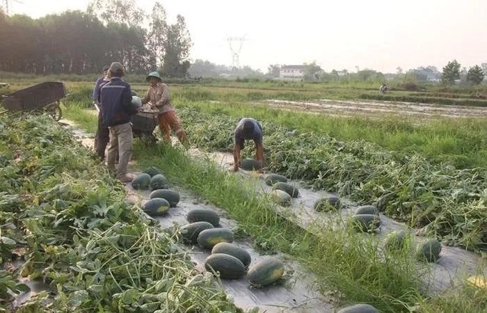 Doanh nghiệp lưu ý 5 bước quản lý dưa hấu trước khi xuất khẩu sang Trung Quốc