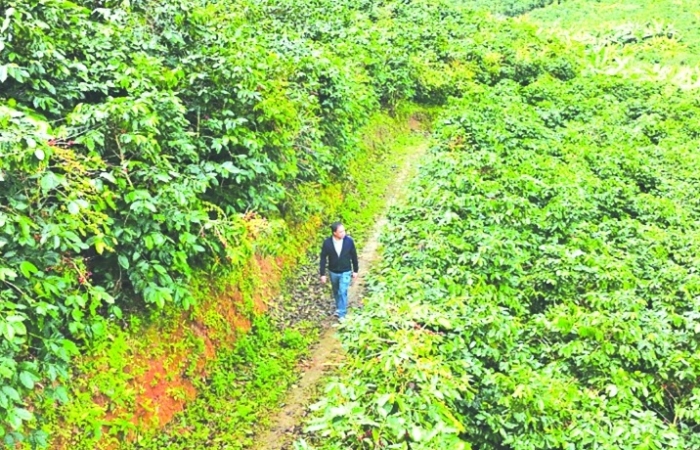 Sơn La rà soát quy hoạch vùng phát triển cây ăn quả xuất khẩu