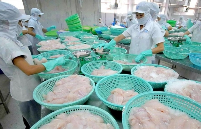 Giải bài toán nghịch lý cá tra
