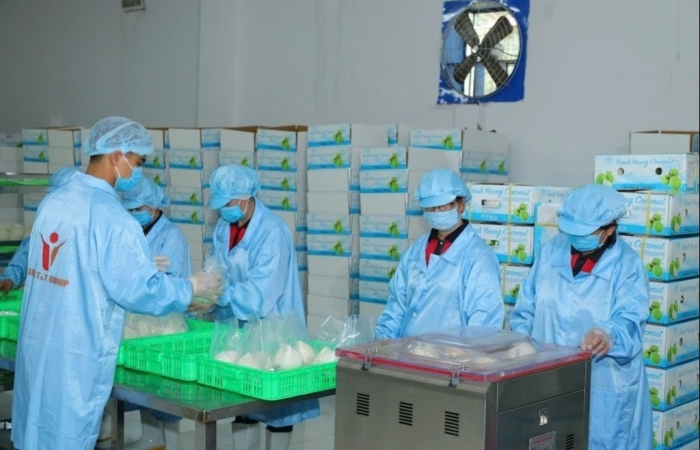 Doanh nghiệp mở rộng nhà xưởng để đáp ứng các đơn hàng dừa tươi từ Trung Quốc