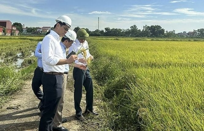 Hạt gạo xứ Thanh chính danh “xuất ngoại”