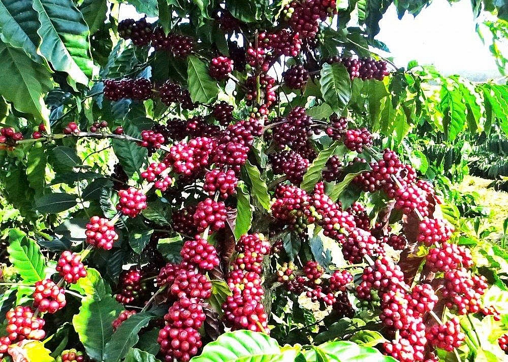 Cà phê Việt lập kỷ lục xuất khẩu: cơ hội lớn trong áp lực nguồn cung tăng