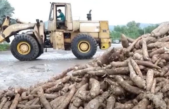 Việt Nam đứng thứ 3 thế giới về xuất khẩu sắn