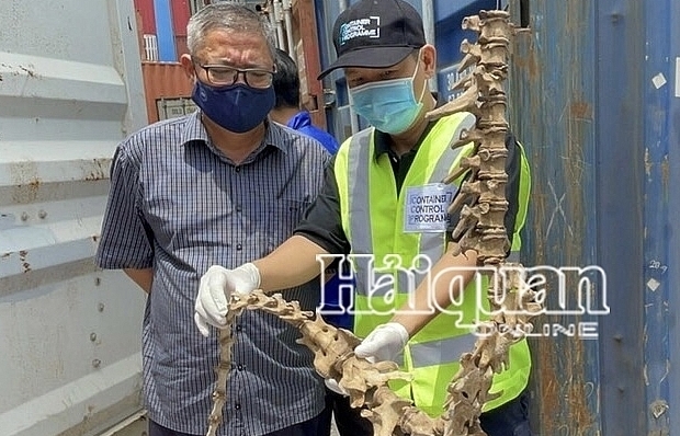 Xương giấu trong lô hàng vỏ ốc là xương hổ, báo