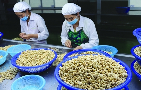 Doanh nhiệp xuất khẩu điều kiến nghị giảm thủ tục trong cấp C/O