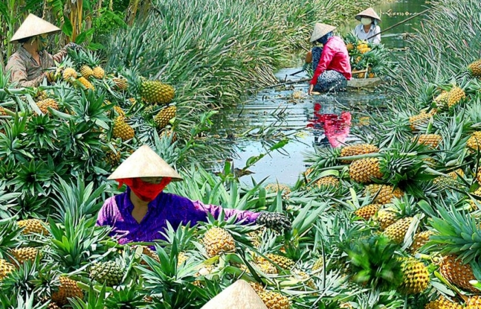 Đặc sản vùng đất Hậu Giang