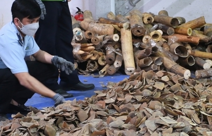 Truy tố đối tượng lập công ty “ma” buôn lậu gần 10 tấn ngà voi, xương sư tử, vảy tê tê, sừng tê giác