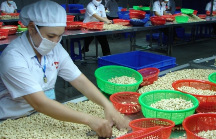 Nga tăng mạnh nhập hạt điều Việt Nam dù giảm ở nhiều thị trường