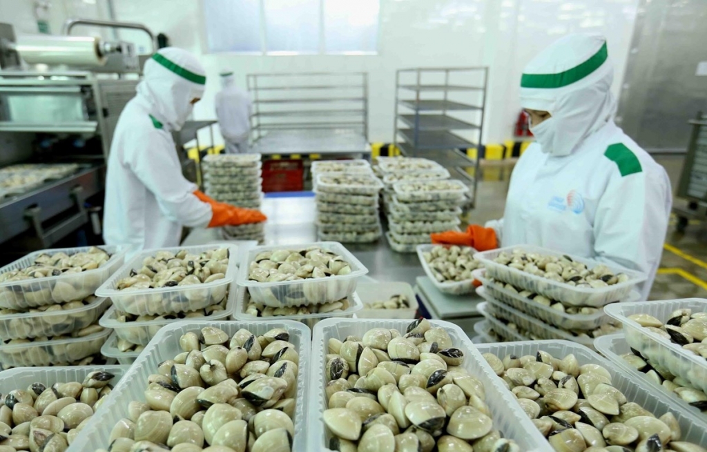 Xuất khẩu nghêu sang Trung Quốc tăng gần 4 lần