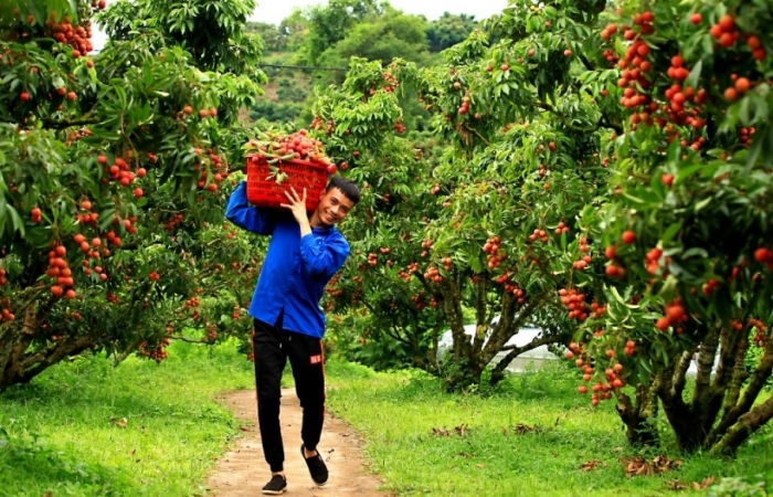 Bắc Giang hợp tác tiêu thụ vải thiều