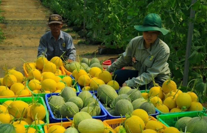 Trung Quốc tăng mua, xuất khẩu rau quả tăng mạnh